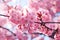 Enchanting Blooming Cherry Blossoms A Dive into Delicate Beauty