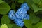 Enchanting Blue Beauty of Hydrangea macrophylla: A Flower that Mesmerizes the Eyes with its Delicacy and Elegance