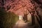 Enchanting cherry blossom tunnel