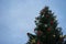 Enchanting Christmas Tree in Holiday Splendor with dark blue sky before evening