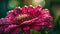 An enchanting close-up of a sunlit summer bloom with delicate dewdrops