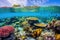 Enchanting Coral Reef: Vibrant Sea Life and Colorful Formations in Underwater Photography with High Contrast