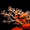 Enchanting Coral Shadows: Dried Sea Coral Branches Casting Intriguing Silhouettes on a Black Background