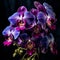 Enchanting Dance of Elegant Vanda Orchids