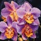 Enchanting Dance of Elegant Vanda Orchids
