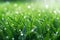 Enchanting Dewdrops A Stunning Green Field in Nature\\\'s Embrace