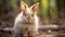 Enchanting Elegance: Fuzzy Bunny with Velvet Fur