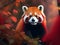 Enchanting Elegance: Striking Red Panda Print