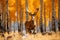 Enchanting Encounter. Majestic Mature Red Deer Amidst the Serene Beauty of an Autumn Birch Grove