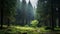 Enchanting European Forest: A Dark And Mysterious Tale