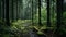 Enchanting European Forest: A Moody And Tranquil Landscape