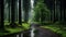 Enchanting European Forest: A Serene Path Through Mossy Darkness