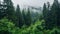 Enchanting European Forest: Uhd Image Of Green Trees And Fog