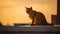 Enchanting feline grace illuminated by the golden hour\'s magic