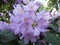 Enchanting flowers of  violet rhododendron with dew drops in sunlight