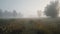 Enchanting Foggy Meadow