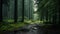 Enchanting Forest: A Captivating Photo Of A Rainy European Fairytale Forest