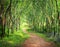 Enchanting Forest Lane in a Rubber Tree Plantation