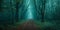 Enchanting Forest With A Magical Ambiance, Shrouded In Mist And Mystery