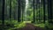 Enchanting Forest Path In Dark Green: A Serene Nature Inspired Photo