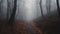 Enchanting Forest Path in Dense Fog