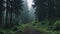 Enchanting Forest Trail: Moody Atmosphere And German Romanticism