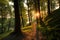 Enchanting forest walk Sunset between trees, natures pristine beauty revealed