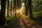 Enchanting forest walk Sunset between trees, natures pristine beauty revealed