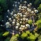 Enchanting Fungi Haven: Aerial Dance of Giant Mushrooms in Forest