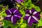 Enchanting Garden Petunias and Nightshade Plants in Natural Beauty