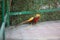 Enchanting Golden Pheasant Displaying Ornate Plumage