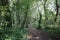 Enchanting green forest in the afternoon sun