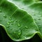 Enchanting Green Leaves: A Captivating Close-up Of Organic Beauty