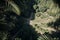 Enchanting Jungle Aerial View of a Green Paradise with Palm Leaves.AI Generated