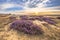 Enchanting landscape scenery of heathland