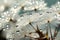 An enchanting macro capture of a dandelion seed head