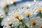 An enchanting macro capture of a dandelion seed head