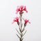 Enchanting Macro Photograph Of Meadow Sage On White Backdrop