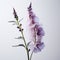 Enchanting Macro Photograph Of Meadow Sage On White Backdrop