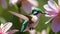 The Enchanting Moments of Hummingbirds Seeking Flower Nectar