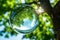Enchanting Moments in Nature: Clear Transparent Bubble Captured Under a Majestic Tree Canopy
