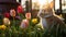 Enchanting Morning Encounter: Adorable Rabbit Sniffs Vibrant Tulip in Sunlit Garden