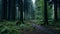 Enchanting Mossy Forest Path: Atmospheric And Moody Landscape