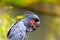 Enchanting Palm Cockatoo (Probosciger aterrimus) in Tropical Splendor