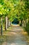 Enchanting path through the forest, road near Aranjuez, Spain.