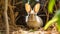 Enchanting Photo Of A Harpia Harpyja Rabbit In Brazilian Zoo