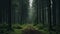 Enchanting Photorealistic Forest Path In Dark European Fairytale Setting