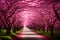 The enchanting pink flower trees\\\' tunnel