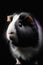 Enchanting portrait of a Cute Fluffy Guinea Pig in a Dark Studio with Intricate Details and Mesmerizing Lighting. Generative AI