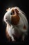 Enchanting portrait of a Cute Fluffy Guinea Pig in a Dark Studio with Intricate Details and Mesmerizing Lighting. Generative AI